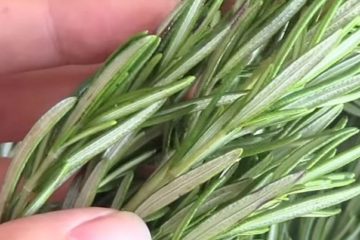 Scientists Discovered an Herb which Fights off Dementia & Boosts the Memory by 75 %