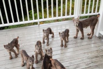 Alaskan Man Wakes Up to Find a Family of Lynx Playing on His Porch