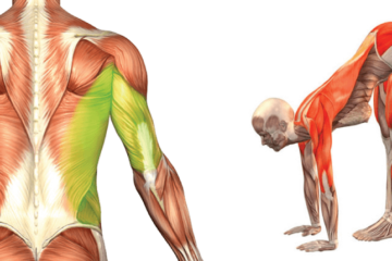 5 Best Stretches to Do in the Morning & Be Strong & Flexible