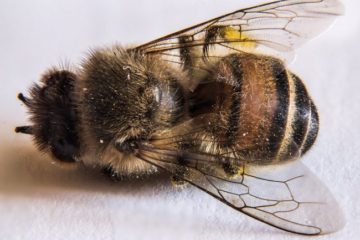 Amazing France: They Become the First European Country to Prohibit 5 Bee-Killing Pesticides