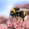 Sad News: Bumblebee Officially Added to Endangered Species List