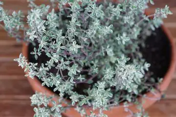 Thyme Can Destroy Strep Throat, Flu Virus & Fights Off Respiratory Infections