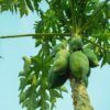 10 Incredible Papaya Leaf Benefits, Uses And Medicinal Properties