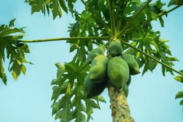 10 Incredible Papaya Leaf Benefits, Uses And Medicinal Properties