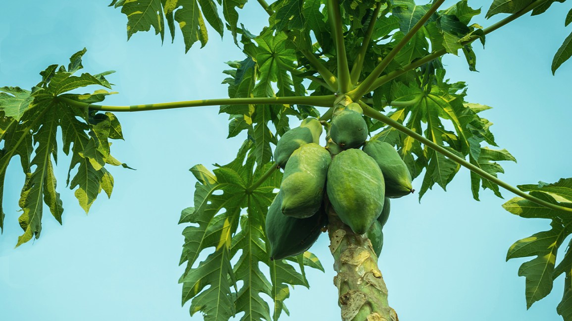 10 Incredible Papaya Leaf Benefits, Uses And Medicinal Properties