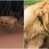 5 Natural & Effective DIY Flea Remedies for Your Dog