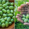 How to Grow Cucamelons at Home: The most Exciting Fruit You can Grow this Year