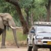 Sad & Shocking Sight: A Gentle Elephant Shot in the Head Walks Up to a Truck to Ask for Help