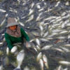 5 Disgusting Reasons You Should Never Eat Tilapia AGAIN