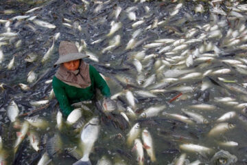 5 Disgusting Reasons You Should Never Eat Tilapia AGAIN