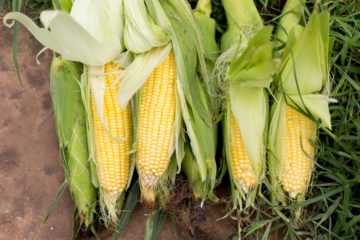 How Grow Your Own Healthy Sweet Corn at Home & 5 Ways to Use It