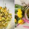 DIY Dandelion Oil: Learn How to Make It & Use It