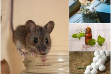 How to Get Rid of Mice Easily: 5 DIY Tricks that actually Work