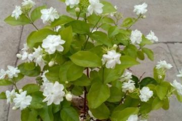Place the Jasmine Plant in Your Room: It Lowers Anxiety, Panic Attacks & Depression