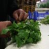Cilantro Successfully Removes Lead, Mercury & Arsenic from the Body, Scientists Claim