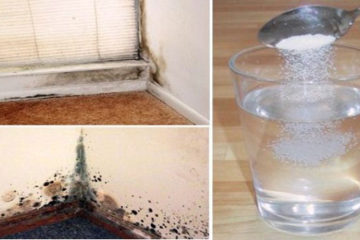 Learn How to Remove Mold Naturally, Safely & Permanently
