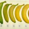Read This & You Will Never Look at Bananas in the Same Way