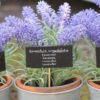 Keep Lavender in Your Bedroom: It Betters Sleep, Lowers Anxiety & Depression