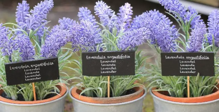 Keep Lavender in Your Bedroom: It Helps Improve Sleep, Lower Anxiety & Depression