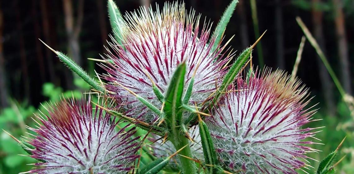 Milk Thistle Fights Off Cancer, Rosacea & Inflammation
