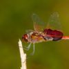 Summer Is Here, but so Are Mosquitoes: Repel them by Attracting Dragonflies in Your Garden