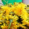 Dandelions Are Not Weeds! They Build Your Bones better than Calcium & Detox the Liver & Relieve Psoriasis & Eczema
