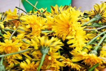 Dandelions Are Not Weeds! They Build Your Bones better than Calcium & Detox the Liver & Relieve Psoriasis & Eczema