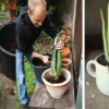 Aloe Vera: Best Health Benefits & How to Grow it at Home