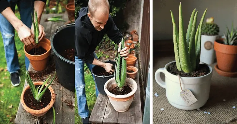Aloe Vera: Best Health Benefits & How to Grow it at Home
