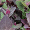 Orach, the New Kale? -5 Amazing Reasons Why You Need more of this Healthy Green in Your Diet