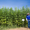 Eco-Friendly Hemp Could Save Us from Oil, Avert Deforestation, Treat Cancer so Why It Is Illegal?