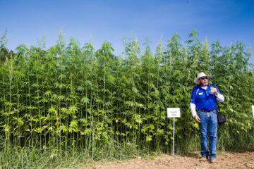 Eco-Friendly Hemp Could Save Us from Oil, Avert Deforestation, Treat Cancer so Why It Is Illegal?