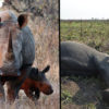 Kenya Announces Death Penalty for Poachers