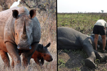 Kenya Announces Death Penalty for Poachers