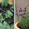Grow Lavender at Home to Reduce Stress & Anxiety every Time You’re at Home