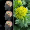 Anxiety Is Making Us Fat, Sick & Depressed: These 10 Herbs Alleviate it better than Meds