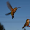 Are We Unknowingly Killing Hummingbirds? Let’s Find Out