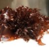 Really? - New Seaweed apparently Tastes like Bacon & It’s Healthier than Kale?