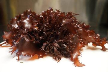 Really? - New Seaweed apparently Tastes like Bacon & It’s Healthier than Kale?