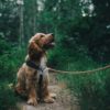 Does really Losing a Pet Hurt more than Losing a Fellow Human?