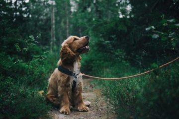 Does really Losing a Pet Hurt more than Losing a Fellow Human?