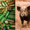 A Boozy Feral Pig Steals Beer, Gets Drunk & Begins a Fight with a Cow!