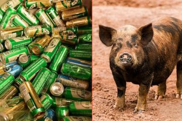 A Boozy Feral Pig Steals Beer, Gets Drunk & Begins a Fight with a Cow!