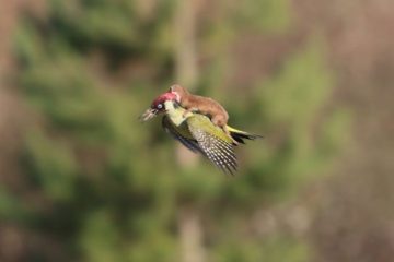 This Baby Weasel Takes a “Magic” Ride on a Woodpecker’s Back: Is this for Real?