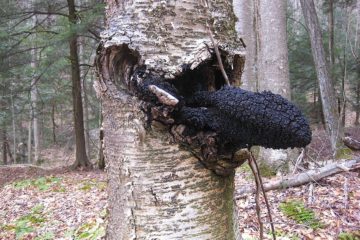 Chaga Mushroom: The King in the World of Medicinal Mushrooms?