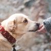 Study Shows: Dogs Can Really Detect Cancer in Humans with 97 % Precision