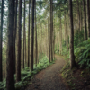 Forest Bathing: a Japanese Practice that Helps You Lead a Healthier Life