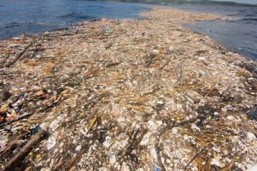 ‘Sea of Plastic’ Found in the Caribbean Is Choking Wildlife