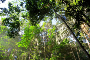 According to Philippines Law, Students Need to Plant 10 Trees before Graduating