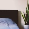 Place a Snake Plant in Your Bedroom to Help with Insomnia, Asthma & Pet Allergies